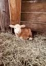 Nathan Family Farm And Rescue Florida Usa 1