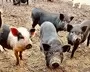 Nathan Family Farm And Rescue Florida Usa 2