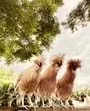 Nathan Family Farm And Rescue Florida Usa 3